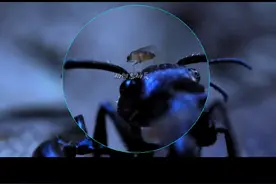 蚂蚁脑袋里的寄生虫，只有盐粒一样大小#蚂蚁 #神奇动物在抖音 #动物科普视频封面