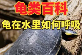 龟在水里是如何呼吸的？如果问你，龟类是不是只能靠肺部呼吸