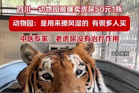 四川一动物园被曝卖虎尿50元1瓶，动物园：是用来擦风湿的，有很多人买。中医专家：老虎尿没有治疗作用视频封面
