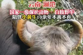国家一级保护动物白肢野牛，陪伴小黄牛10余年不离不弃。 #神奇动物在抖音  #有一种叫云南的生活    #有一种叫普洱的味道 #茶茶野保法宣  被誉为国宝的一级保护动物——白肢野牛，数年来如一忠诚的守护者，陪伴着小黄牛，共同度过了十数个春秋冬夏，风雨无阻，始终相伴左右。在此期间，当地警方也在无声地履行职责，默默地加强了对它们的守护力度，确保安全。