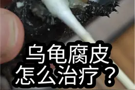 乌龟腐皮了怎么办？一个视频教会你！#乌龟怎么养 #龟龟🐢 #鳄龟