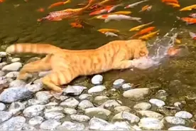 猫去水里抓鱼是它的天赋技能么#神奇动物在抖音 ##猫咪视频封面