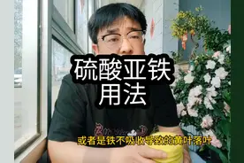 北方养南方花都用过的硫酸亚铁你会用么？#爱生活爱养花 #茶花视频封面