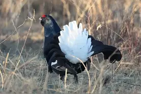 黑琴鸡 公鸡中的战斗机，噢耶！国家一级保护动物视频封面