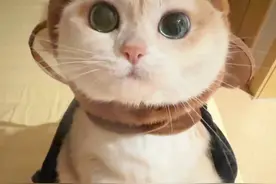 我愿意和你在一起，哪怕是螂的身份 #萌宠版螂的诱惑 #这小猫谁养谁不迷糊 #谁能拒绝傻憨憨的小猫咪 #快看啊这是我的猫视频封面