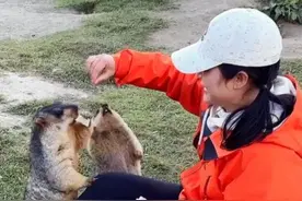 川西海拔4000米的莫斯卡村，村子附近遍地都是土拨鼠，你来过吗视频封面