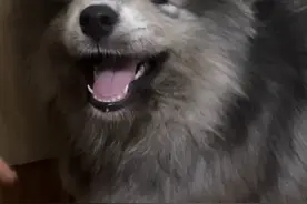 我的灰耶耶居然掉色了！要给它染回去吗？ #灰色萨摩耶 #嘤嘤怪 #蓝狗 #宠物基因检测视频封面