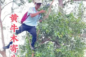 这树枝炮制后，就有人争先恐后的要带回家，你知道它的用处吗？#黄牛木寄生 #茶 #养生茶 #经常熬夜 #应酬