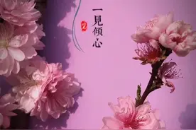 #我的摄影日记 #拍摄技巧 #拍花技巧 一个小技巧教大家拍出创意高级感的桃花效果。赶快去试一下吧。视频封面