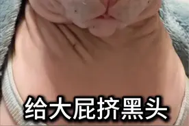 给大屁挤黑头，太难了😭有什么好方法，欢迎👏评论区相告，先谢谢了#无毛猫挤黑头#大屁的幸福生活 #挤黑头 #晒出E万种幸福 #萌宠日常记录视频封面