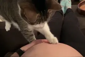 猫咪发现主人怀孕后的表情#猫咪 #我和我的猫 #治愈世界治愈你