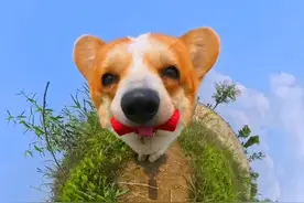 如何成为一名优秀的摄像基#萌宠 #柯基