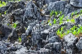 累了，就进山吧，让山风卷走你的疲惫。#大山里的风景就是这么美 #大山里的原生态 @抖音短视频视频封面