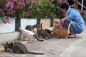 外卖小姐姐喂几十只流浪猫被人鄙视？当事人说出感受#流浪猫视频封面