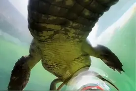 #鳄鱼真的会主动攻击人类吗？视频封面