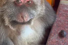 蝉蛹：请为我发声#峨眉山的猴子 #独臂猴星星 #万物皆有灵性 #人与动物和谐共处 #冯椿视频封面