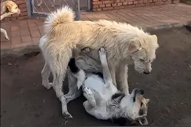 为什么一只土狗能当上狗王？ #狗王 #下司犬 #狗王查理 @胡子大叔爱犬部落视频封面