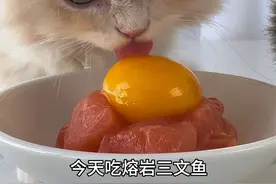 今天吃三文鱼啦🍣 太大块了小猫咪很难嚼，要不下次吃三文鱼面条吧 #万物可爱计划 #宅家治愈记 #干饭最积极的小猫