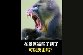 假如在景区被猴子揍了，可以反击吗？#每天跟我涨知识 #动物科普 #生活科普 #神奇动物在抖音 #dou是知识视频封面