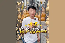 葫芦怎么晒红的快#文玩葫芦 #小葫芦 #盘葫芦 #葫芦福禄 #葫芦