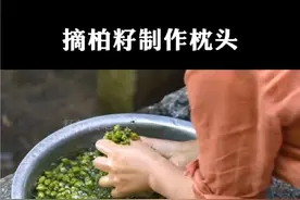 古人喜欢用柏籽填充在枕头里，因为侧柏籽的清香能使人沉静#柏籽枕头