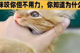 猫咪咬你但是不用力，你知道为什么吗#养猫知识 #我镜头下的小猫