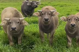 牛吃草会突然瞪大眼睛停顿，难道这就是传说中的牛顿 #水牛  #牛吃草为什么突然停顿一下 #动物解说 #神奇动物视频封面