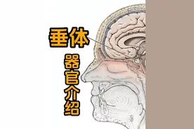 脑垂体 #医学科普仅供参考 #人体结构 #人体 @DOU+小助手