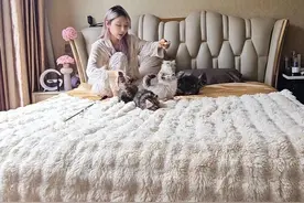 春天 小奶猫 阳光 健康 充足 #西伯利亚森林猫 #vlog萌宠日常 #vlog @阿狸的西森猫舍视频封面