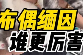 #猫先生超哥#缅因#布偶#沈阳猫舍