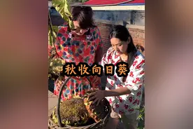 秋收向日葵 又到了每年秋收向日葵的日子了#我的乡村生活 #丰收的季节 #农村生活 #农村搞笑段子视频封面