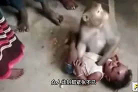 无辜的婴儿被猴子抓住不放，众人见状极力解救#惊险一幕视频封面