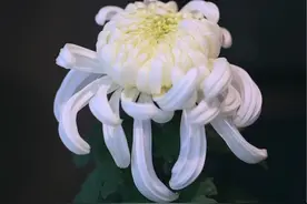 菊花花期简单换盆 #记住我的好视频封面