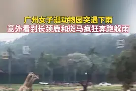 广州女子逛动物园突遇下雨，意外看到长颈鹿和斑马疯狂奔跑躲雨。来源：#小羊拍客 #野生动物零距离 #动物园