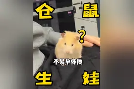 我家仓鼠生了一窝宝宝！！ 鼠鼠带娃日记#养鼠日常分享 #金丝熊怀孕 #金丝熊生崽崽 #仓鼠当妈妈 #仓鼠生产