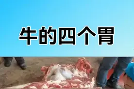 牛四个胃的解剖结构#兽医专业 #兽医 #畜牧兽医 #养牛#养牛知识