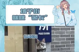 长沙坡子街——中国人自己的佛罗里达#守护解放西 #坡子街 #坡子街派出所 #猫 #长沙“特警猫咪”站岗走红视频封面