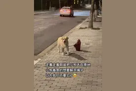 小狗不会说话，只会用行动表达它有多爱你#拉布拉多 #它只是不会说话其实它什么都懂 #萌宠出道计划视频封面