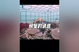 在铁笼里放入一个臭鱼罐头，沉入海底，到底能捕捉到多少海货呢#户外 #螃蟹#陷阱#抓鱼视频封面