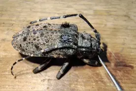 天牛的身体结构 #昆虫科普 #奇妙的动物视频封面