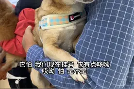 小黄宝的脖子上长了一个包，黄爸担心是肿瘤，今天到动物医院做穿刺检查～结果是一场虚惊。#记录真实生活 #萌宠日常视频封面