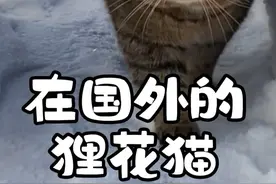 第49集丨狸花猫在国外火了，原因居然是太能打，爬十楼报仇的猫咪不是开玩笑的#狸花猫 #狸花猫真的不好惹 #中华田园猫 #猫咪 #喵星人