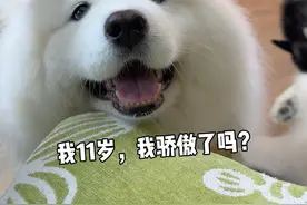养狗一定要养萨摩耶，不显老 #萨摩耶#比乐老年犬分阶软粮#比乐老年犬狗粮#老年犬狗粮#狗狗养老从看见衰老前开始