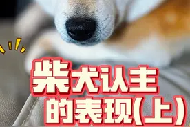 柴犬认主的表现(上) #柴犬 #柴犬表情包 #豆柴 #抖音萌宠 #柴犬宝宝视频封面