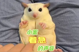 #全网最乖的小蜜 是什么样子？ 晒出你家乖宝宝或者逆子 #蜜袋鼯视频封面