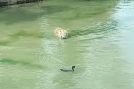 7月7日 辽宁，老虎在水中抓鸭子，却遭鸭子无情戏弄。网友：消失的盘中餐。视频封面