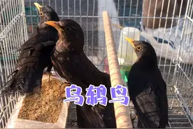 这几只乌鸫鸟都是标准的公鸟，看着嘴巴都是黄黄的，有喜欢的吗？