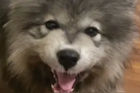 养了一只超爱顶嘴的小狗是种什么体验？ #灰色萨摩耶 #嘤嘤怪 #蓝狗 #雪橇三傻