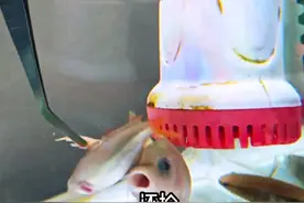 虾和泰国斗鱼也算混养成果了吧，虽然只剩一只虾#养鱼日记 #喂鱼视频封面