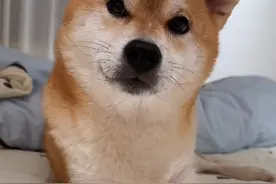 这个会撒娇卖萌的狗子好气人！#柴犬 #狗狗：你看我想理你吗 #萌宠日常记录视频封面
